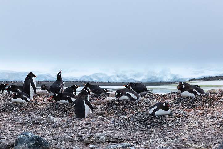 Nesting Gentoo penguins, Yankee Harbour, Greenwich Island, South Shetland Islands