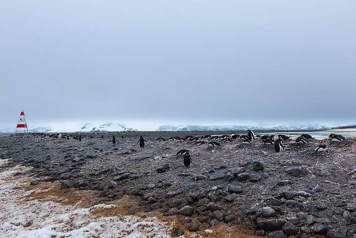 Gentoo penguin nesting site, Yankee Harbour, Greenwich Island, South Shetland Islands