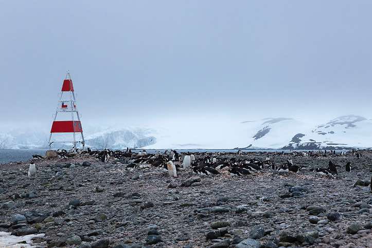 Gentoo penguin nesting site, Yankee Harbour, Greenwich Island, South Shetland Islands