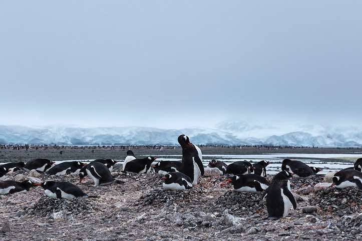 Nesting Gentoo penguins, Yankee Harbour, Greenwich Island, South Shetland Islands