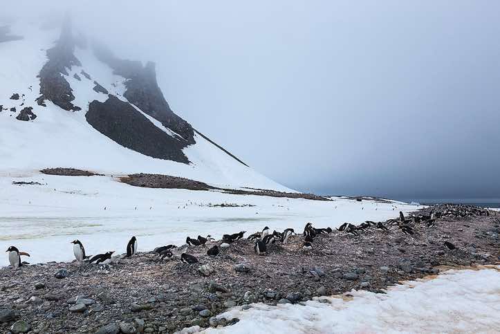 Gentoo penguin nesting site, Yankee Harbour, Greenwich Island, South Shetland Islands