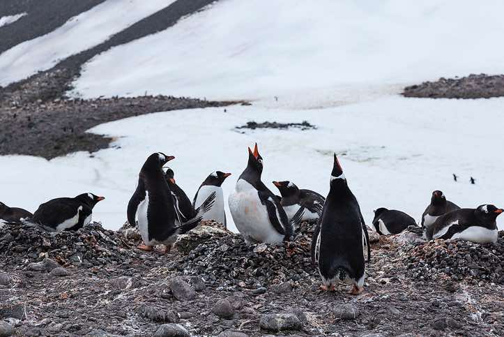 Nesting Gentoo penguins, Yankee Harbour, Greenwich Island, South Shetland Islands