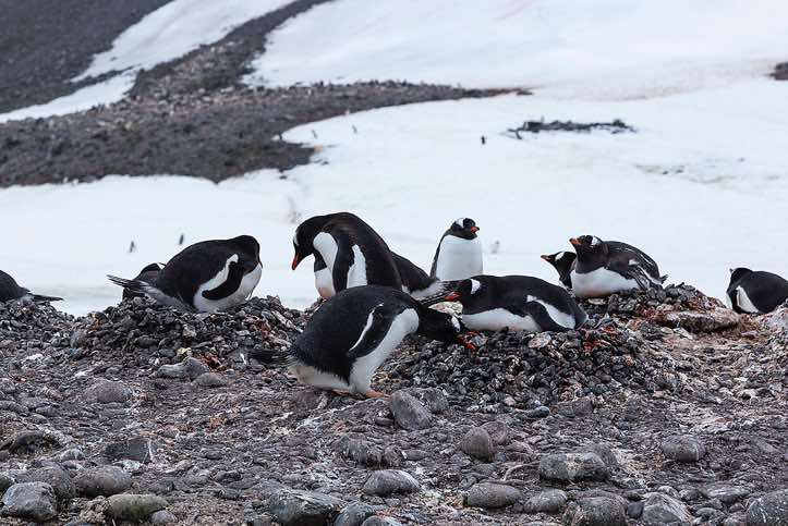 Nesting Gentoo penguins, Yankee Harbour, Greenwich Island, South Shetland Islands