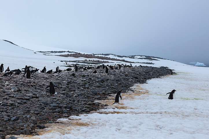 Gentoo penguin nesting site, Yankee Harbour, Greenwich Island, South Shetland Islands