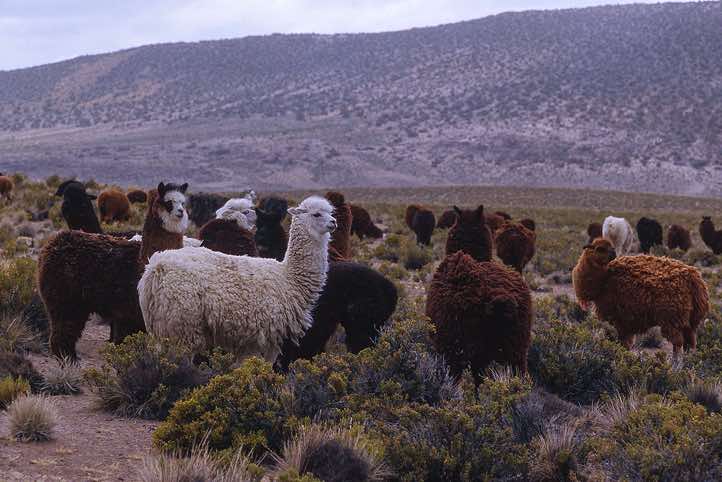 Grazing Alpacas