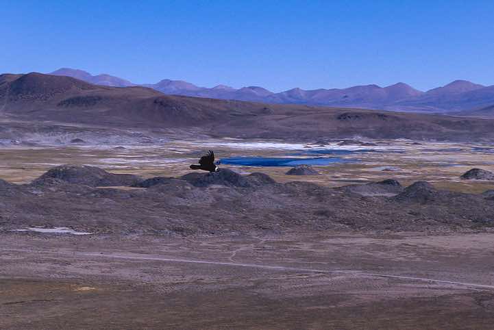 Condor, Lauca National Park