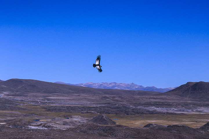 Condor, Lauca National Park