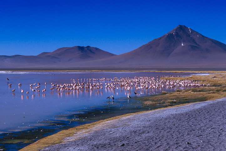 Flamingos, Laguna Colorada