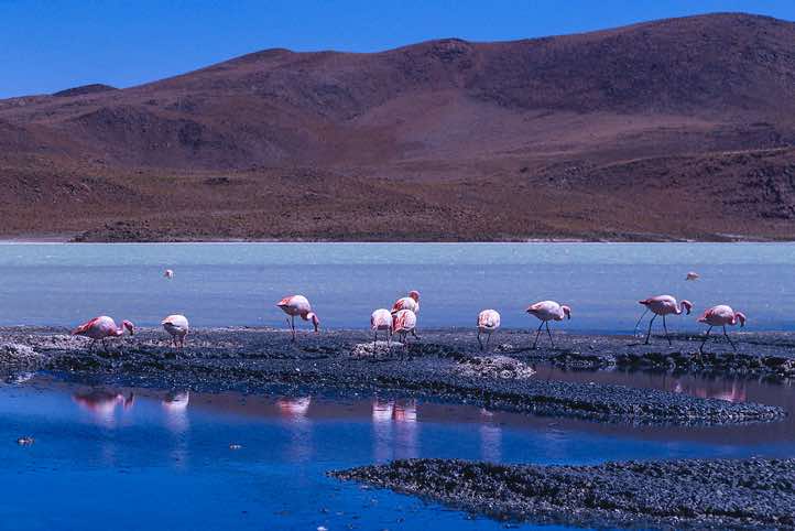 James's Flamingos (Phoenicoparrus jamesi), Laguna Hedionda