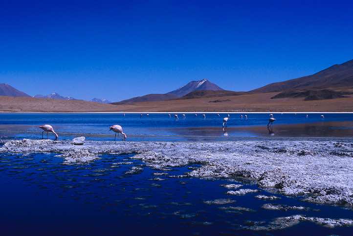 Flamingos, Laguna Cañapa