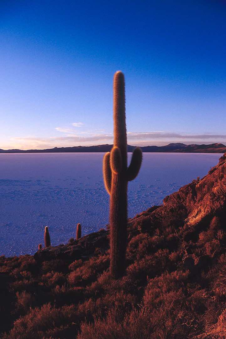 Giant cactus at sunset, Salar de Uyuni