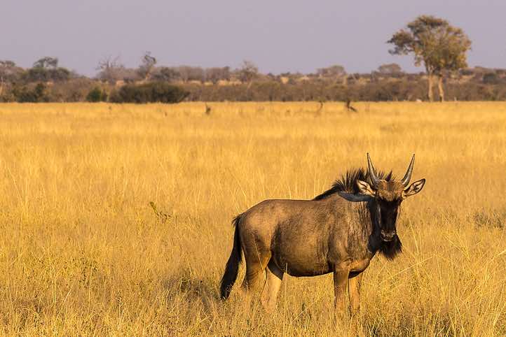Wildebeest, Savuti region, Chobe National Park