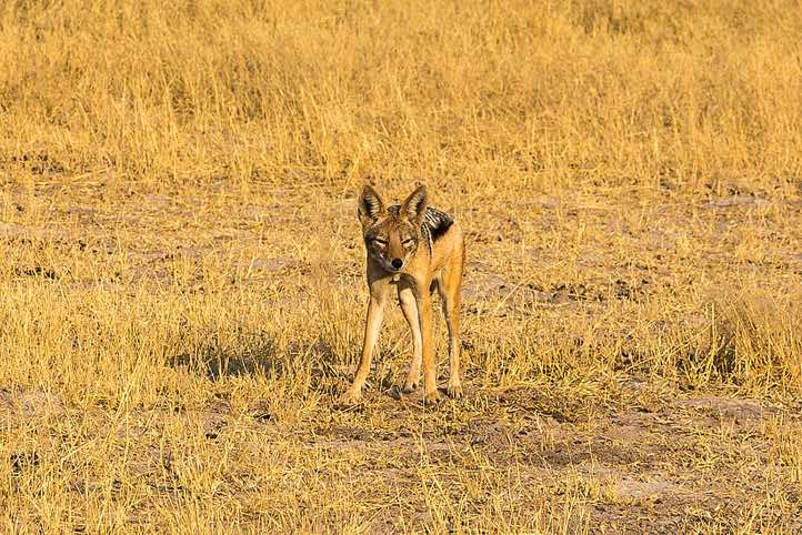 Black-backed Jackal, Savuti region, Chobe National Park