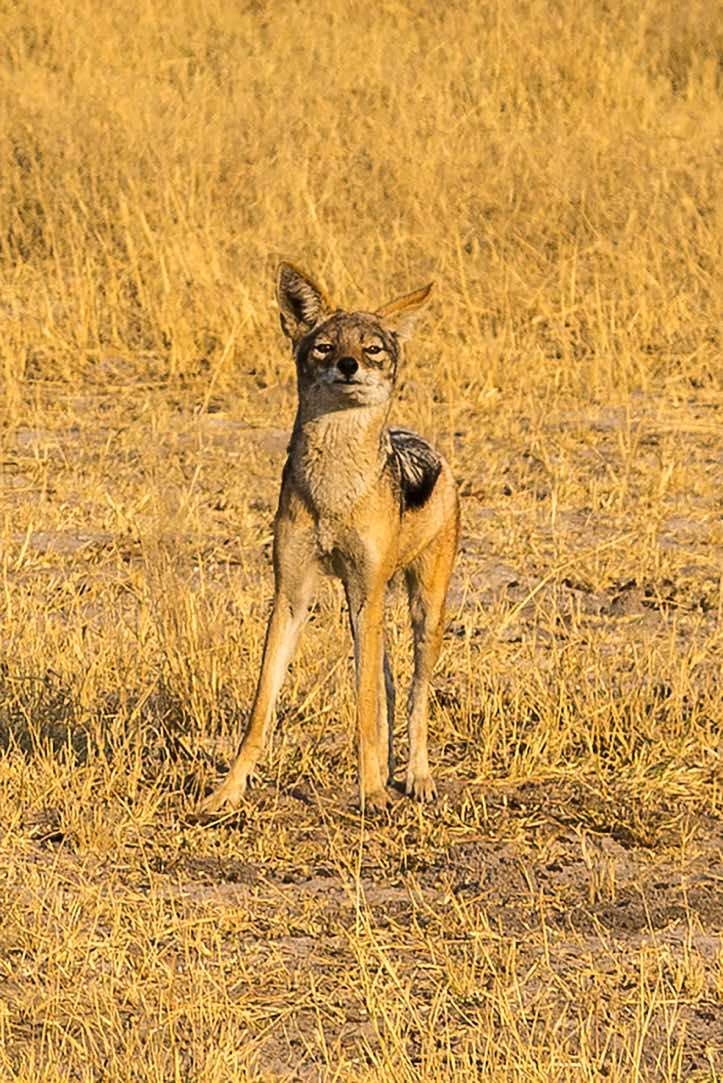 Black-backed Jackal, Savuti region, Chobe National Park
