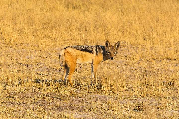 Black-backed Jackal, Savuti region, Chobe National Park