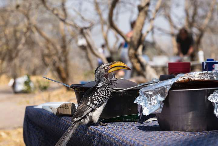 Southern yellow-billed hornbill (Tockus leucomelas) at campsite, Savuti region, Chobe National Park