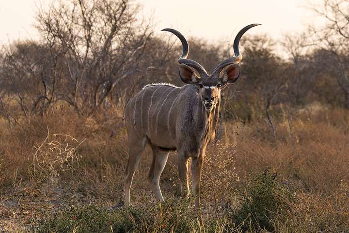 Male Kudu, Savuti region, Chobe National Park