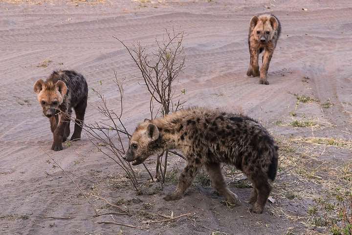 Young Hyenas, Savuti region, Chobe National Park