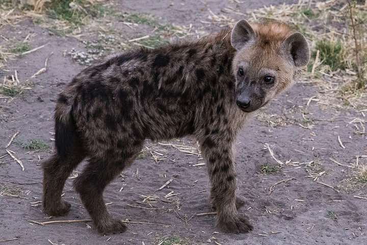 Young Hyena, Savuti region, Chobe National Park