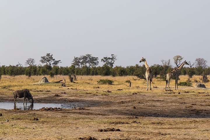 Waterhole en route from Savuti to Moremi Game Reserve