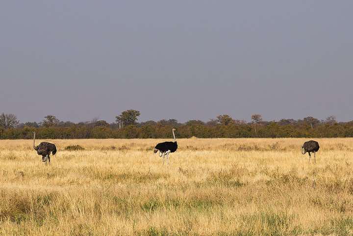 African Ostrich spotted en route from Savuti to Moremi Game Reserve