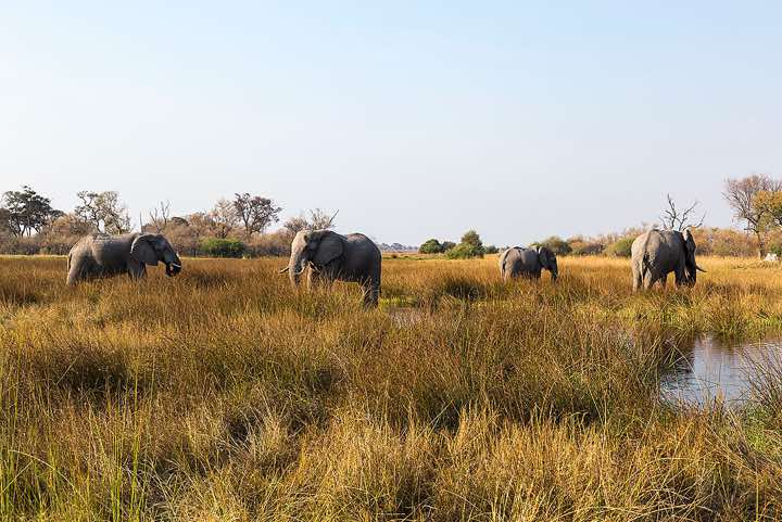 Group of elephants, Moremi Game Reserve