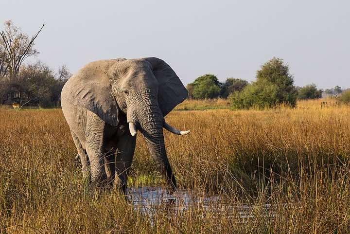 Elephant, Moremi Game Reserve