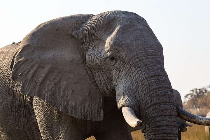 Elephant, Moremi Game Reserve