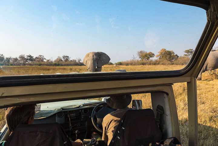 Elephant, Moremi Game Reserve