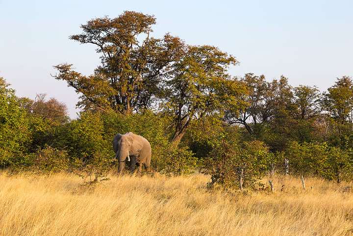 Elephant, Moremi Game Reserve