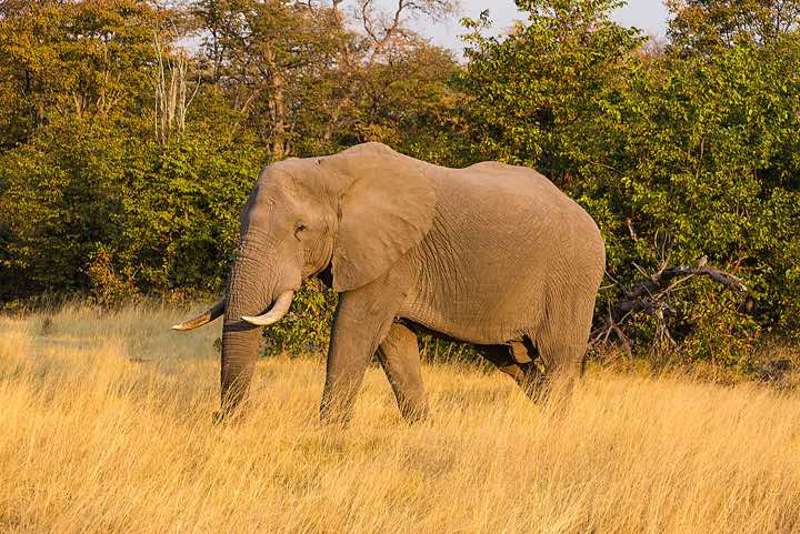 Elephant, Moremi Game Reserve