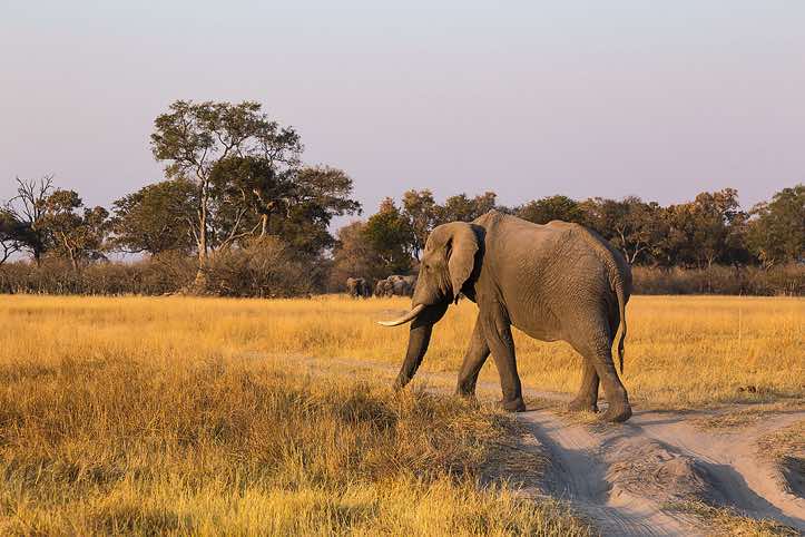 Elephant, Moremi Game Reserve