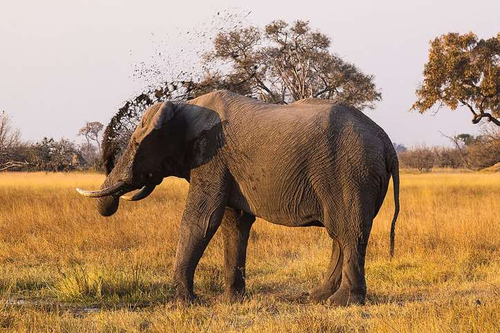 Elephant, Moremi Game Reserve