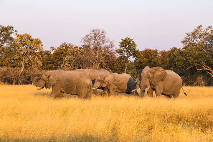 Group of elephants, Moremi Game Reserve