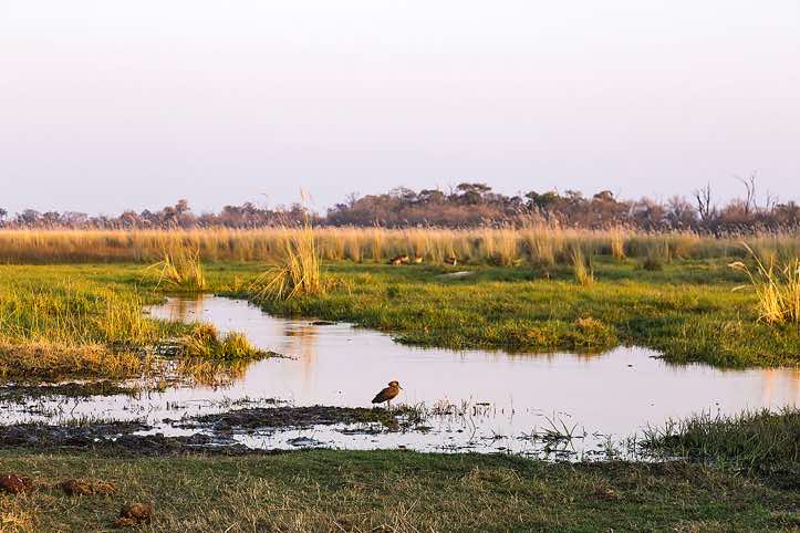 Moremi Game Reserve