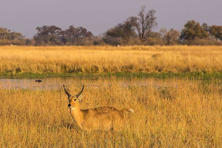 Reedbuck, Moremi Game Reserve