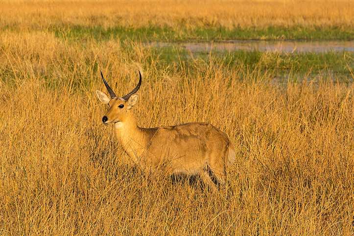 Reedbuck, Moremi Game Reserve