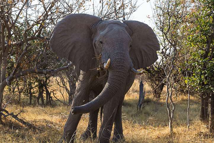 Approaching elephant, Moremi Game Reserve