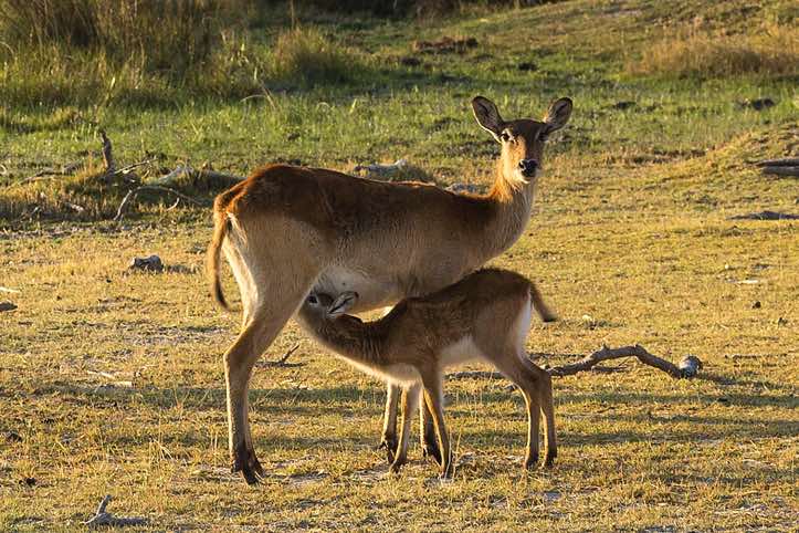 Female Red Lechwe, Moremi Game Reserve