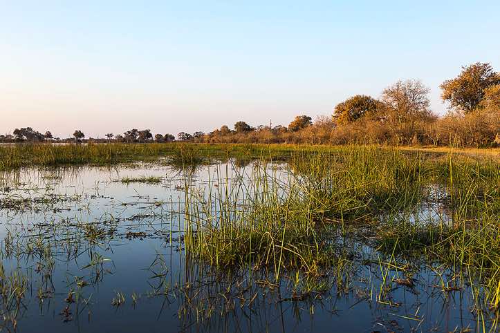 Moremi Game Reserve at sunset
