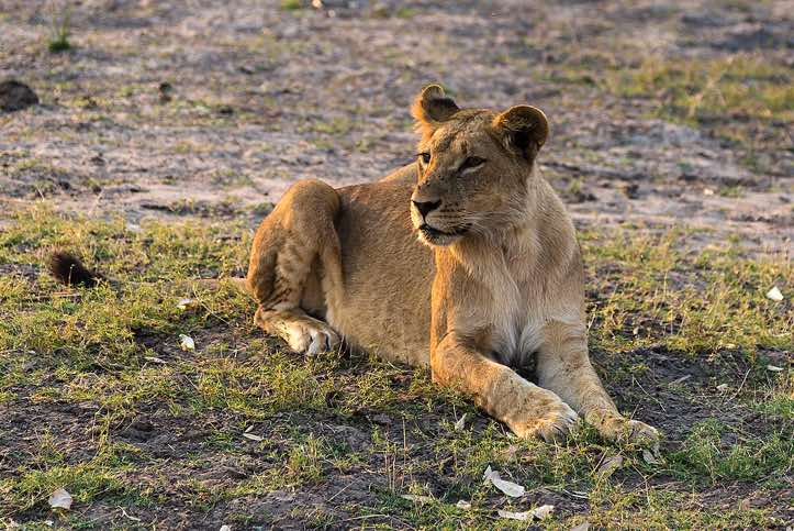 Female lion, Chobe National Park