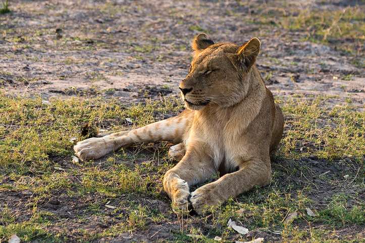 Female lion, Chobe National Park