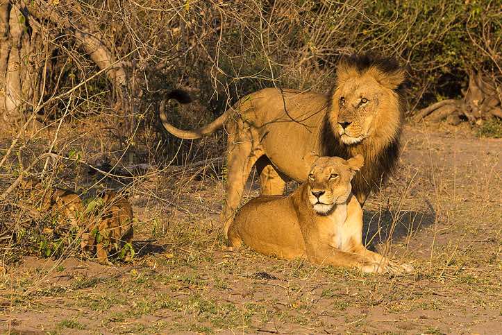 Lions, Chobe National Park