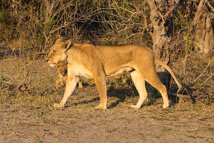 Female lion, Chobe National Park