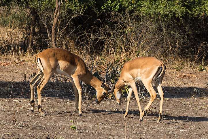 Impalas, Chobe National Park
