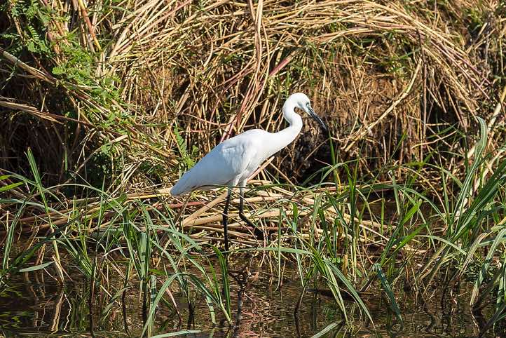 Little egret (Egretta garzetta), Chobe River, Chobe National Park
