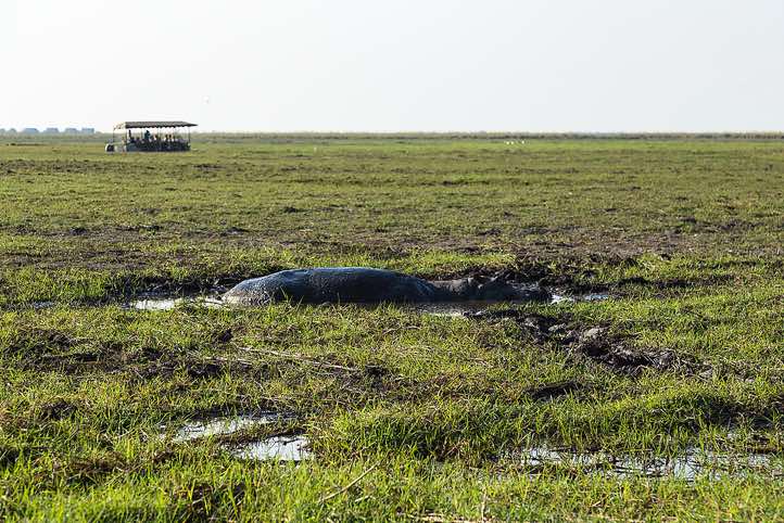 Hippopotamous, Chobe River, Chobe National Park