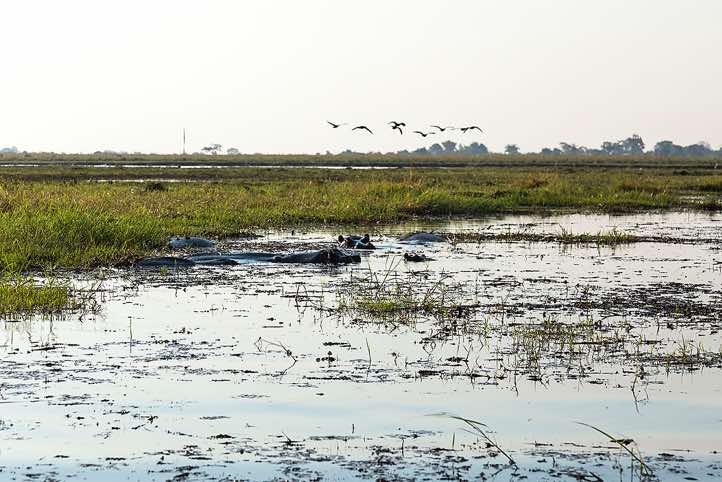 Hippopotamous, Chobe River, Chobe National Park