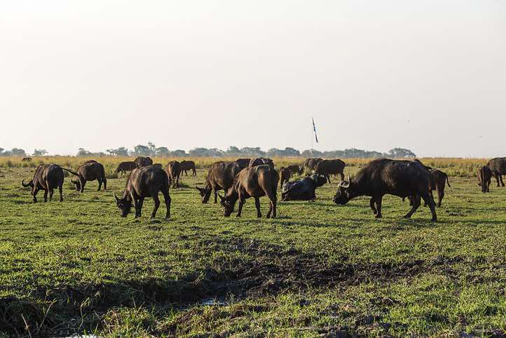 Herd of buffalos, Chobe River, Chobe National Park