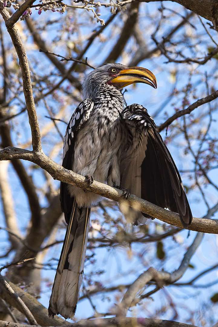 Southern yellow-billed hornbill (Tockus leucomelas), Savuti region, Chobe National Park